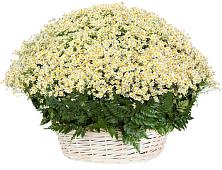 Цветочная композиция из Ромашки в корзине #REPLACE_PRED# Степыгино